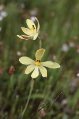 Thelymitra antennifera