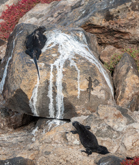 Amblyrhynchus cristatus