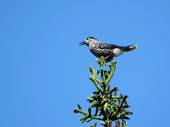 Nucifraga caryocatactes