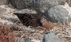 Zenaida galapagoensis