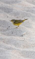 Setophaga petechia aureola