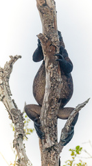 Amblyrhynchus cristatus hassi