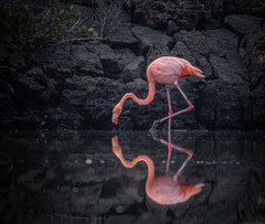 Phoenicopterus ruber