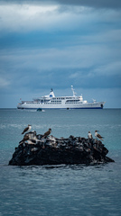 Sula nebouxii excisa