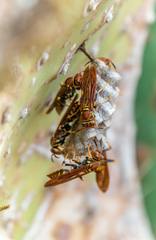Polistes versicolor