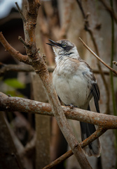 Mimus parvulus