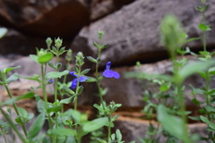 Salvia lycioides