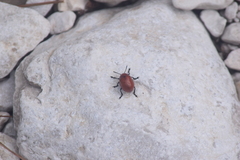 Leptinotarsa rubiginosa