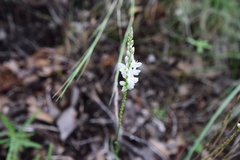 Polygala alba
