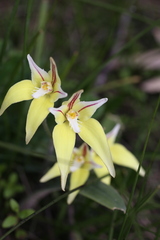 Caladenia flava flava
