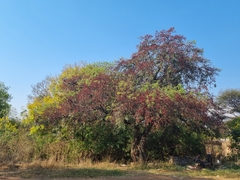 Schotia brachypetala