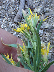 Ericameria bloomeri