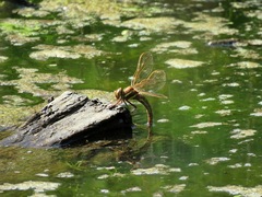 Aeshna grandis