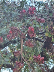 Schotia brachypetala