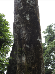 Elaeocarpus tuberculatus