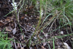 Polygala alba