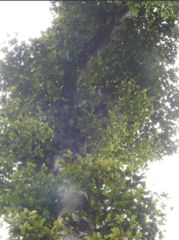 Elaeocarpus tuberculatus