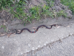 Lampropeltis micropholis