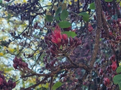 Schotia brachypetala