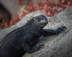 Amblyrhynchus cristatus