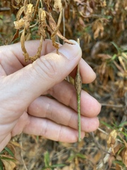 Neolasioptera convolvuli