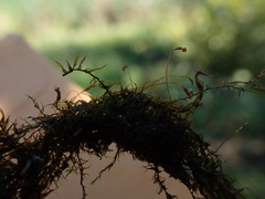 Amblystegium serpens