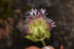 Monardella odoratissima