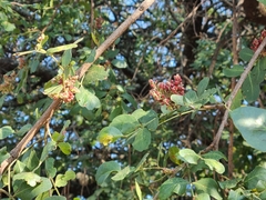 Schotia brachypetala