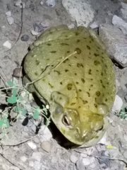 Incilius alvarius