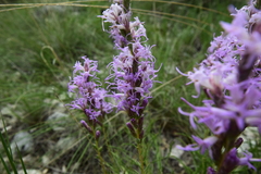 Liatris punctata