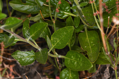 Monardella odoratissima