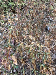 Neolasioptera convolvuli