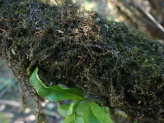 Amblystegium serpens