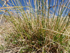 Carex pyrenaica
