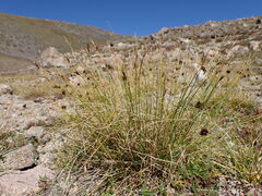 Carex pyrenaica