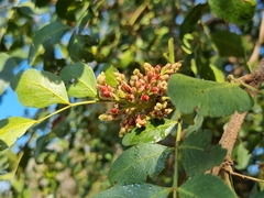 Schotia brachypetala