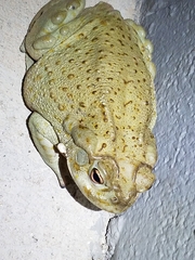 Incilius alvarius