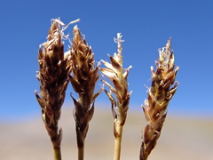 Carex pyrenaica