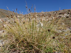 Carex pyrenaica