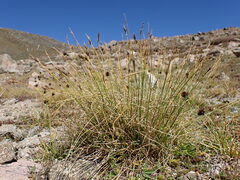 Carex pyrenaica