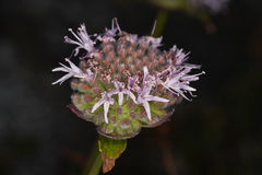 Monardella odoratissima