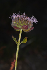 Monardella odoratissima