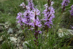 Liatris punctata