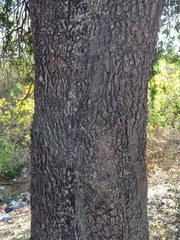 Schotia brachypetala