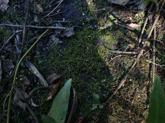 Amblystegium serpens