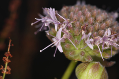 Monardella odoratissima