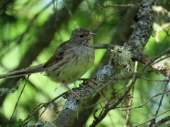Emberiza spodocephala