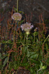 Monardella odoratissima