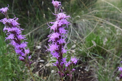 Liatris punctata
