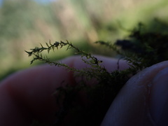 Amblystegium serpens